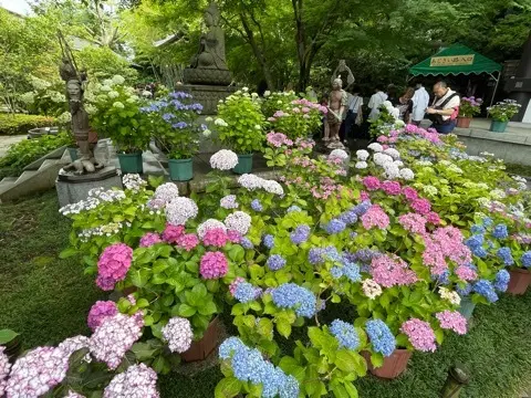 リアルタイムでお伝えする、鎌倉長谷寺あじの画像_5