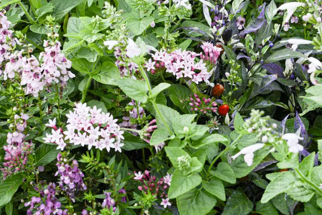 【秋薫る🍁フェス】里山ガーデンフェスタの画像_3