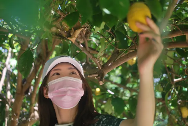 【さかぽんの冒険】海からの風香るレモン狩の画像_12