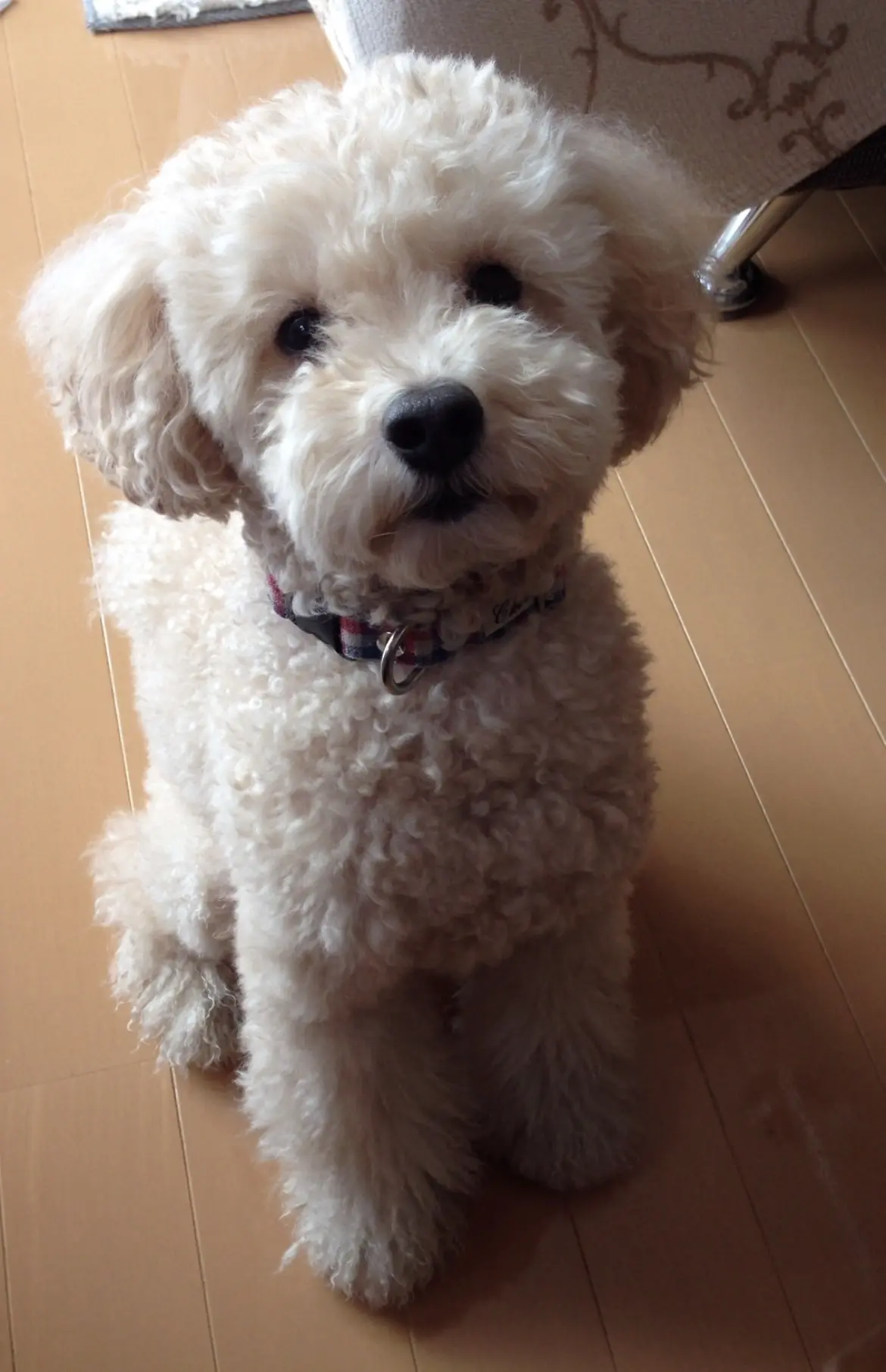 初めて選んだお花でブーケの画像_14