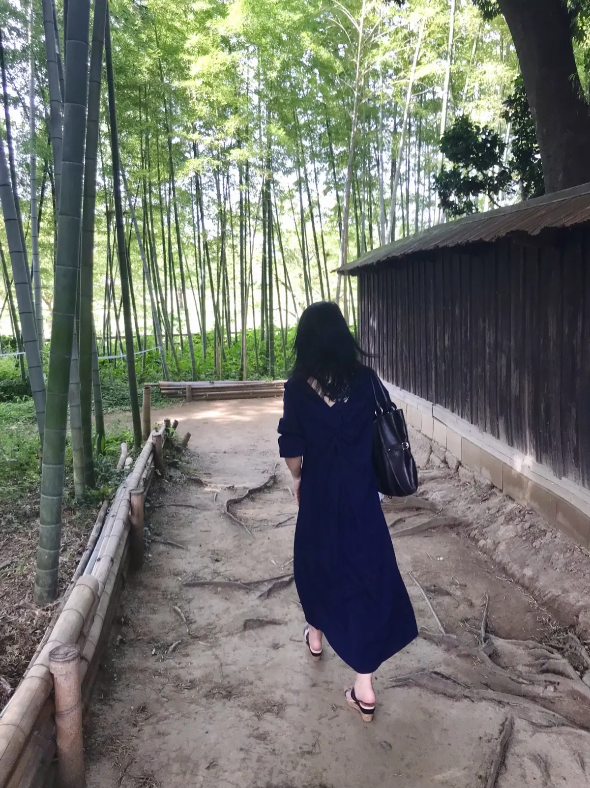 敷地内の竹林／中の家