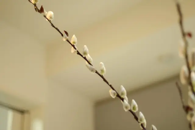 【冬の華】ねこやなぎ&白梅と梅ジローの画像_3