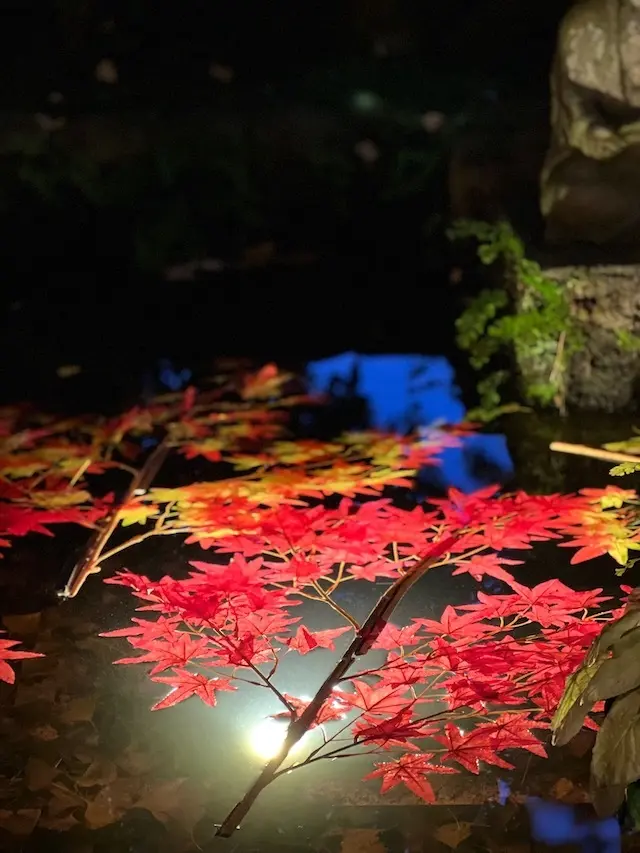 長谷寺　紅葉　紅葉ライトアップ