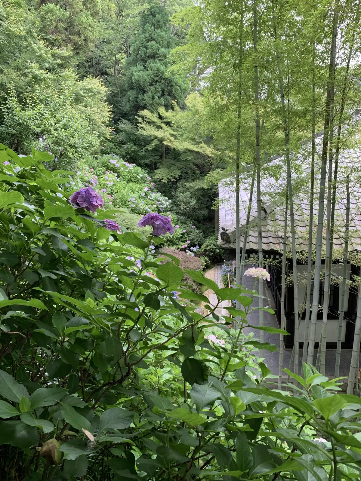 経蔵と竹林とあじさい　長谷寺