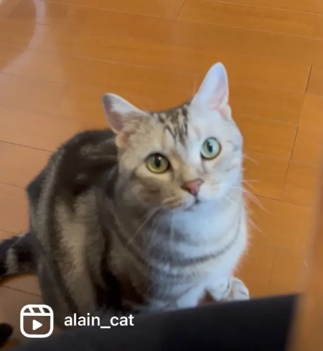 【悲報】かまってもらえない猫が、実力行使の画像_1