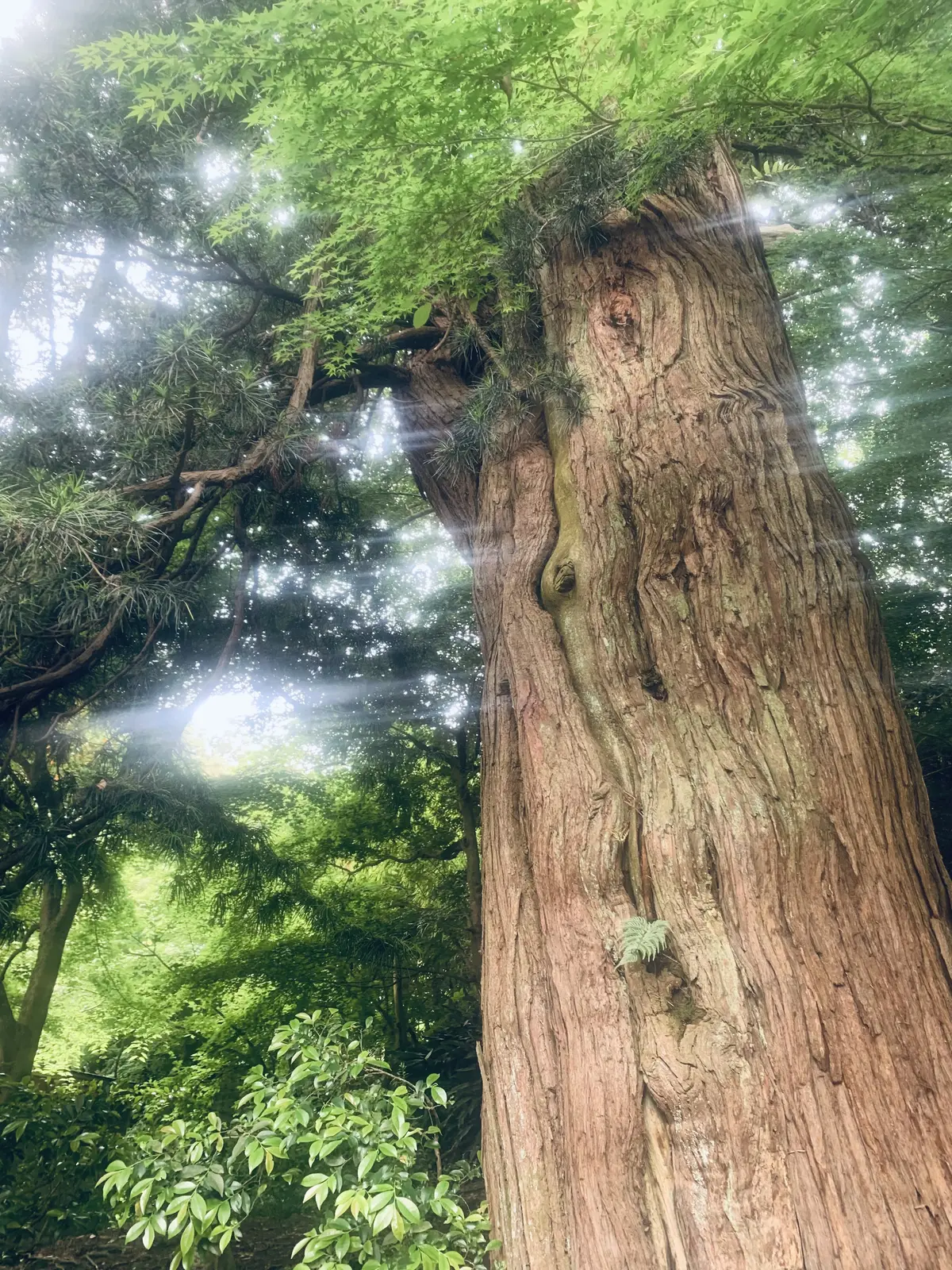 光がさして輝く浄智寺の木々