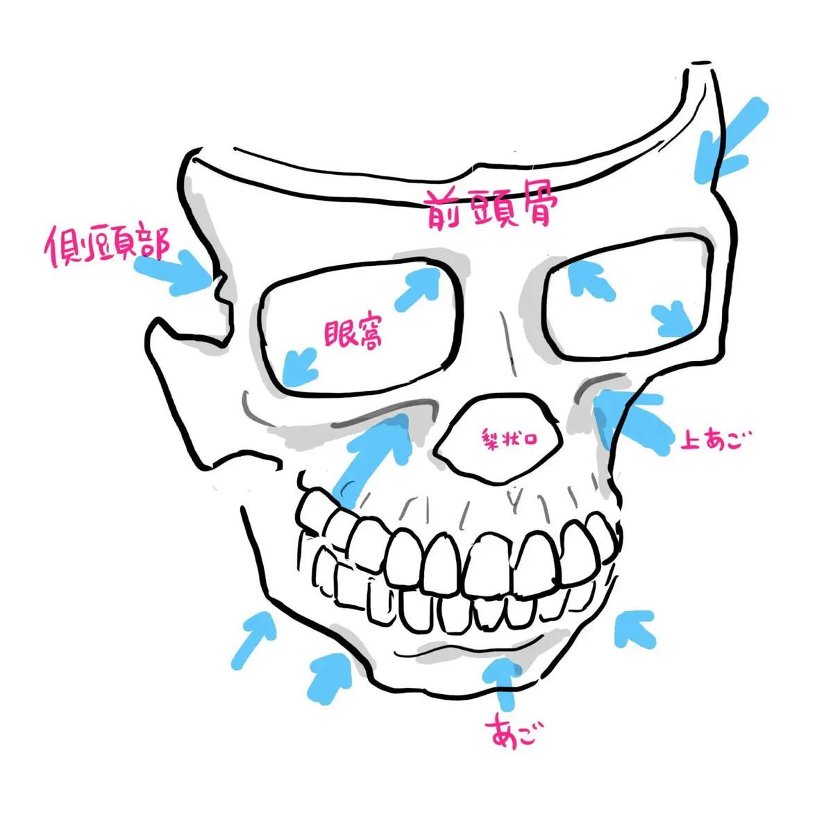 OurAge×Webエクラ　頭蓋骨イラスト