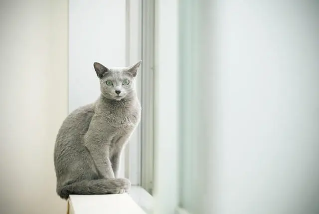 愛猫はロシアンブルー