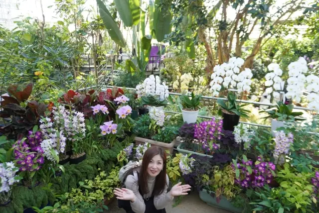 梅も桜も胡蝶蘭まで…花々に囲まれ春の訪れの画像_8