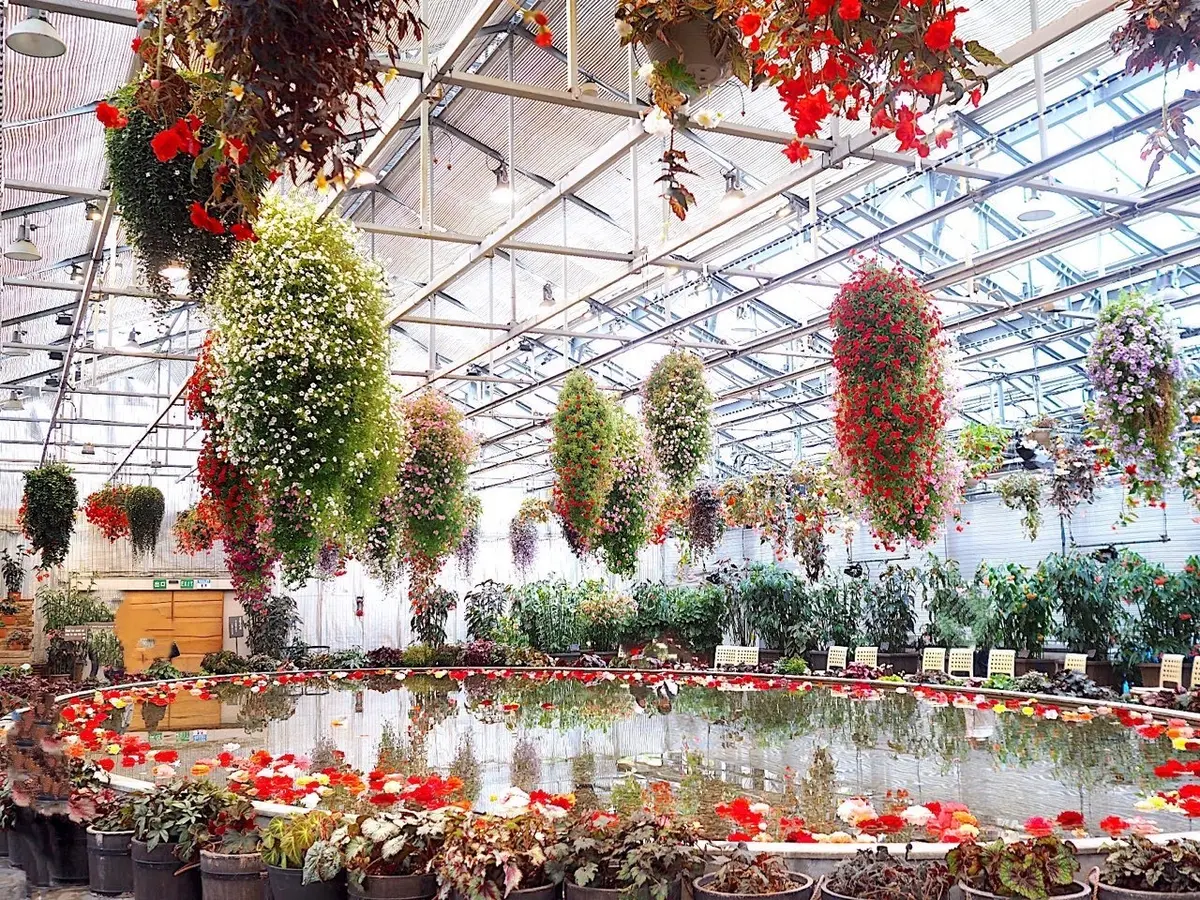 「なばなの里」　ここが最終のベコニア棟です。