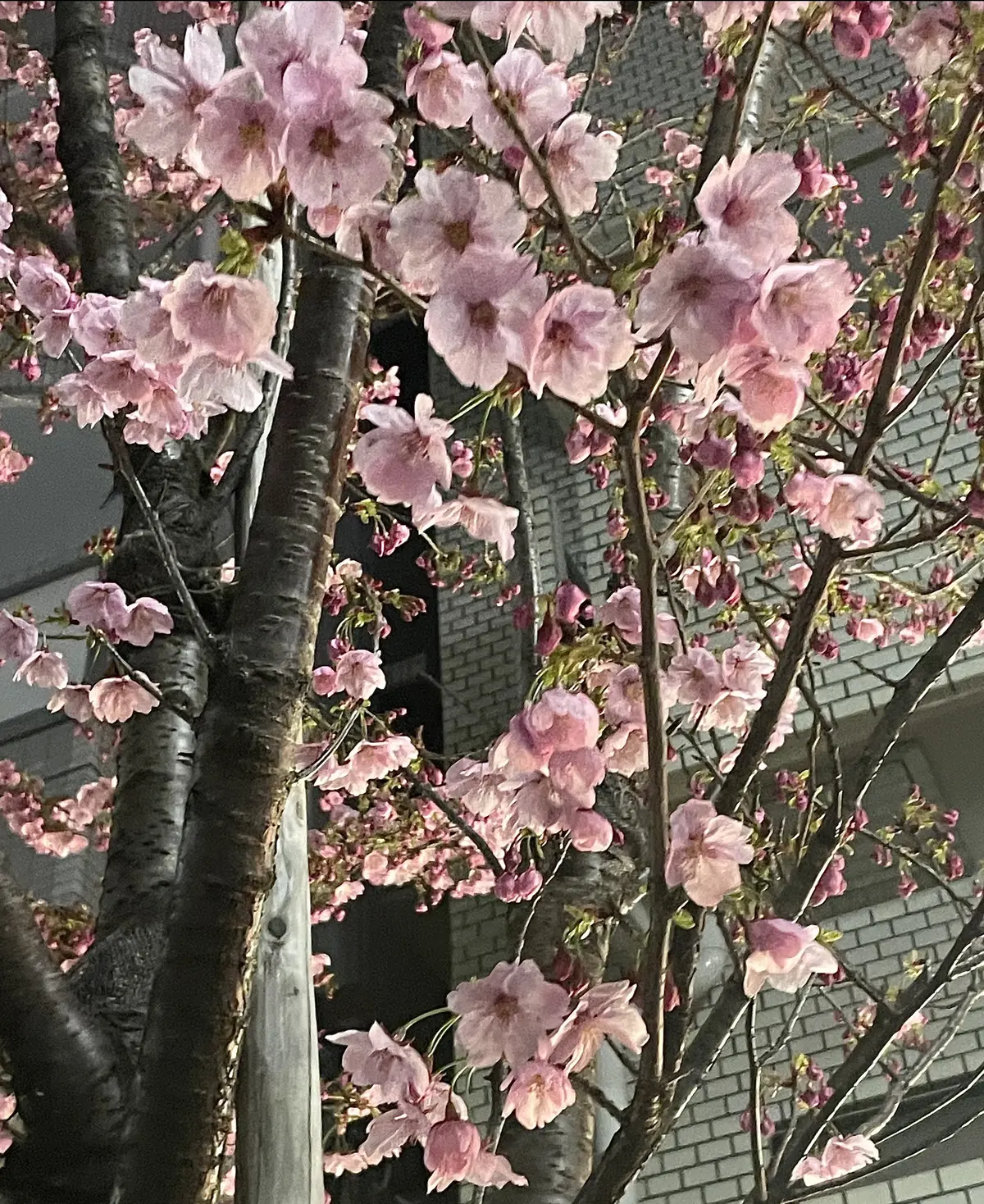 見つけた！春にぴったりの スイーツ🌸の画像_4