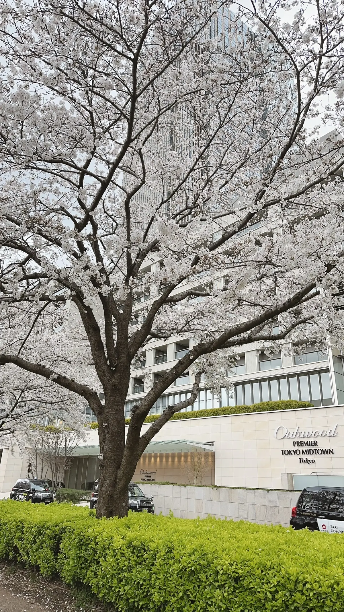 六本木ミッドタウンの桜