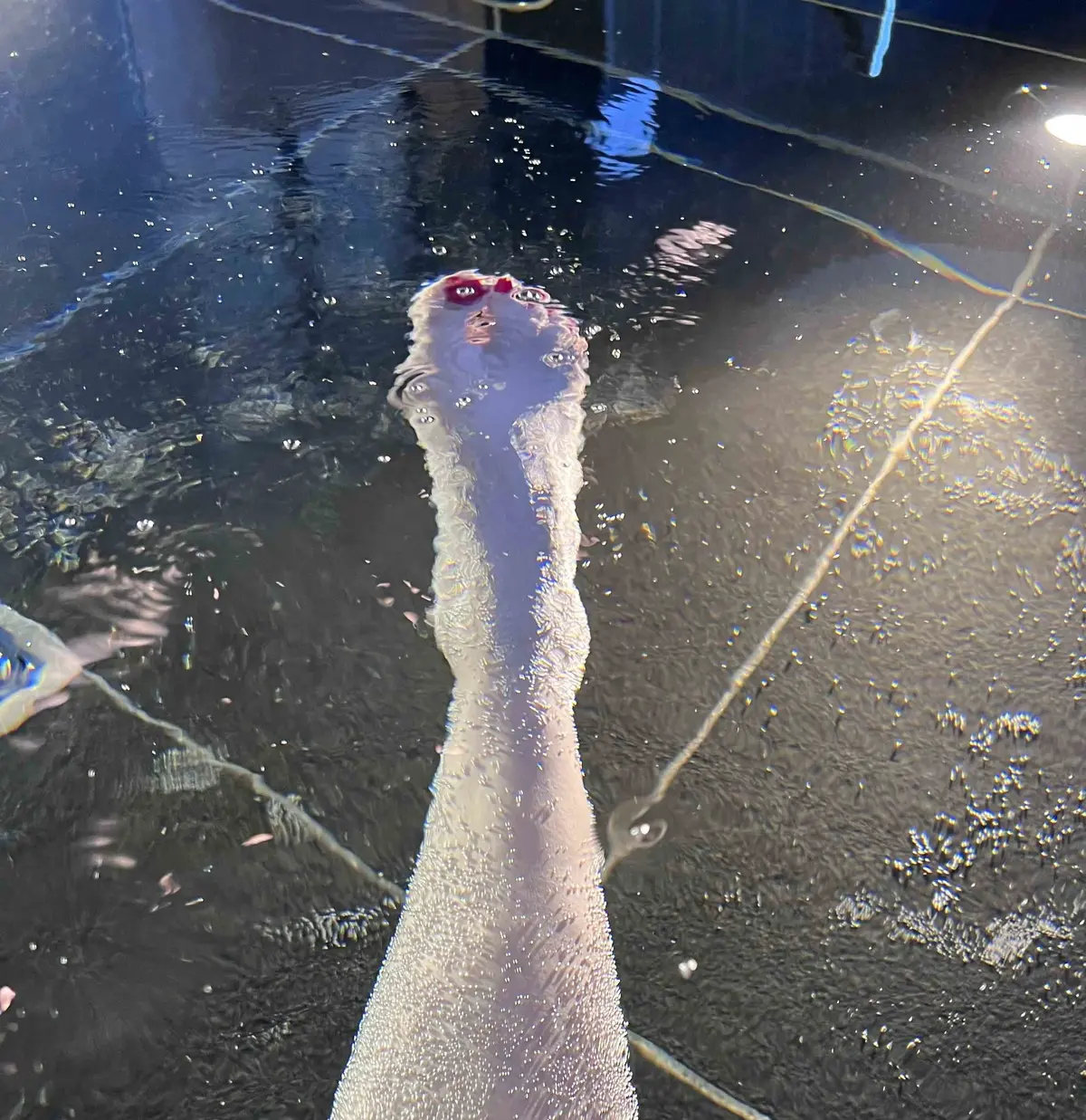 アンダーズ 東京　AO スパ＆クラブ　炭酸泉