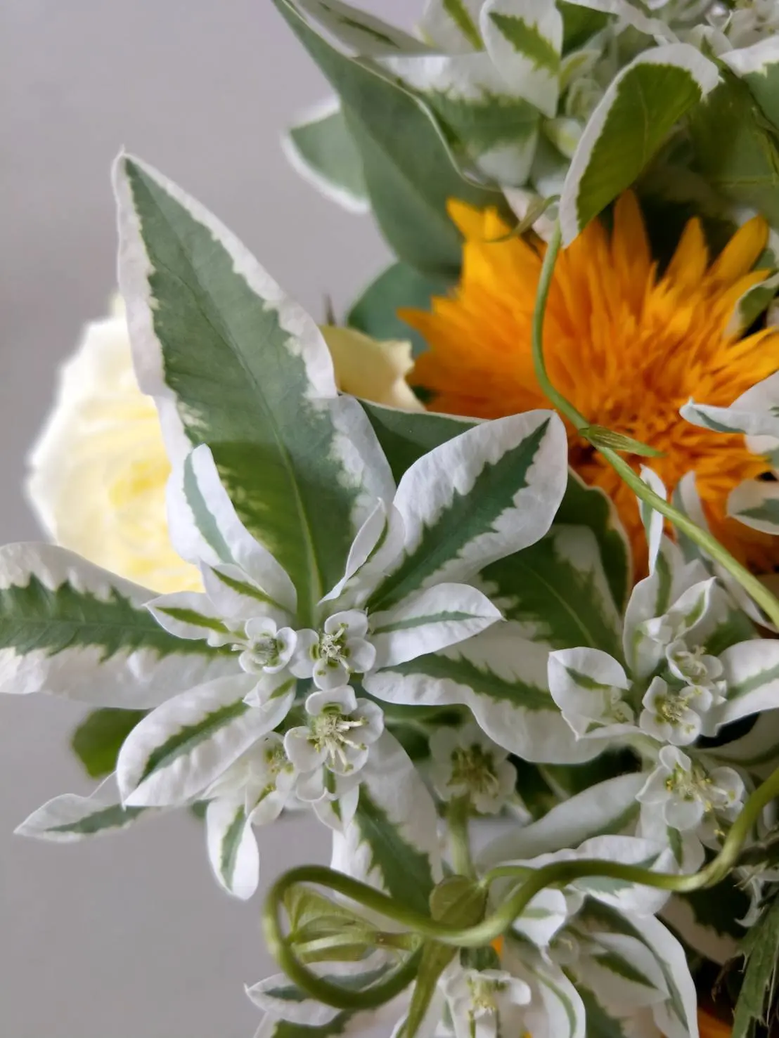 ハツユキソウを入れたら、間違いなく素敵なブーケになるのです♪