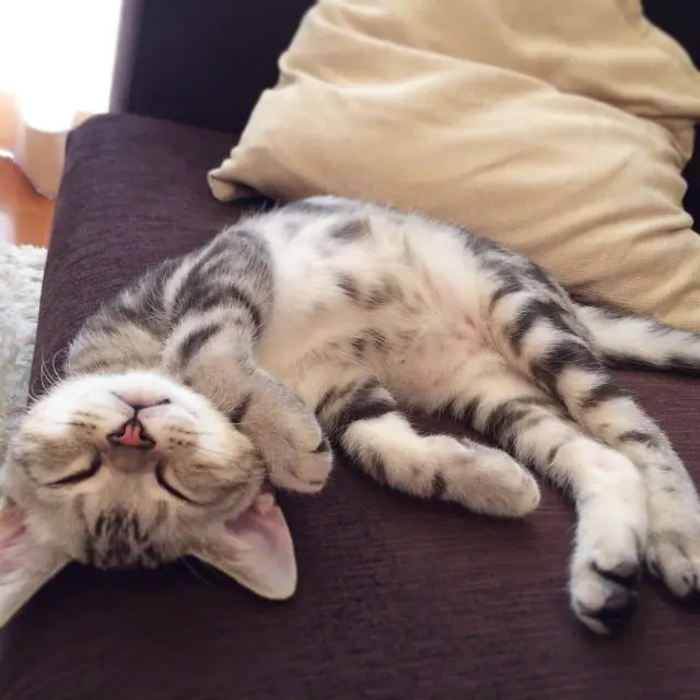 子猫時代の寝相、謎ポーズ選の画像_3