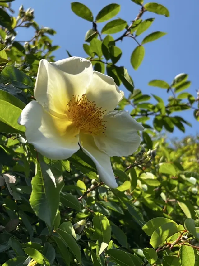 薔薇に包まれた館（岐阜市）の画像_13