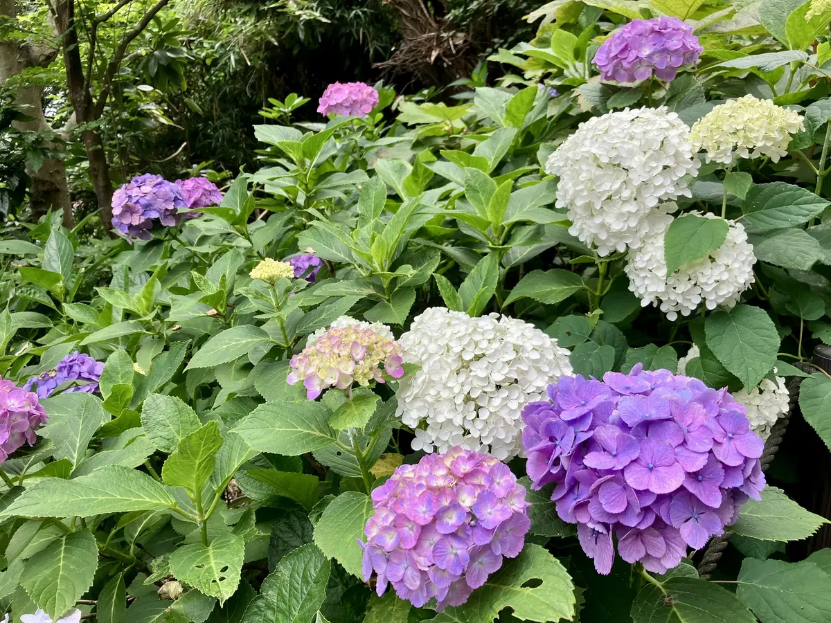 鎌倉紫陽花ツアーへの画像_7