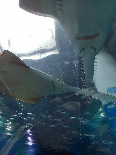 海の世界のお花見? @マクセルアクアパーの画像_7