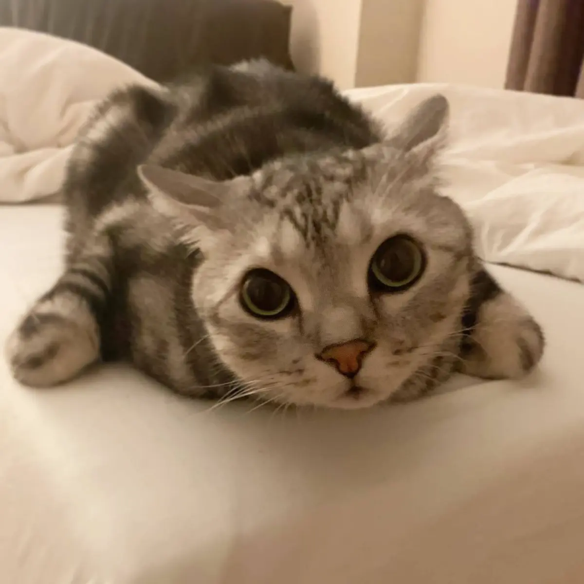 謎生物⁉︎  アランの不思議ポーズの画像_1