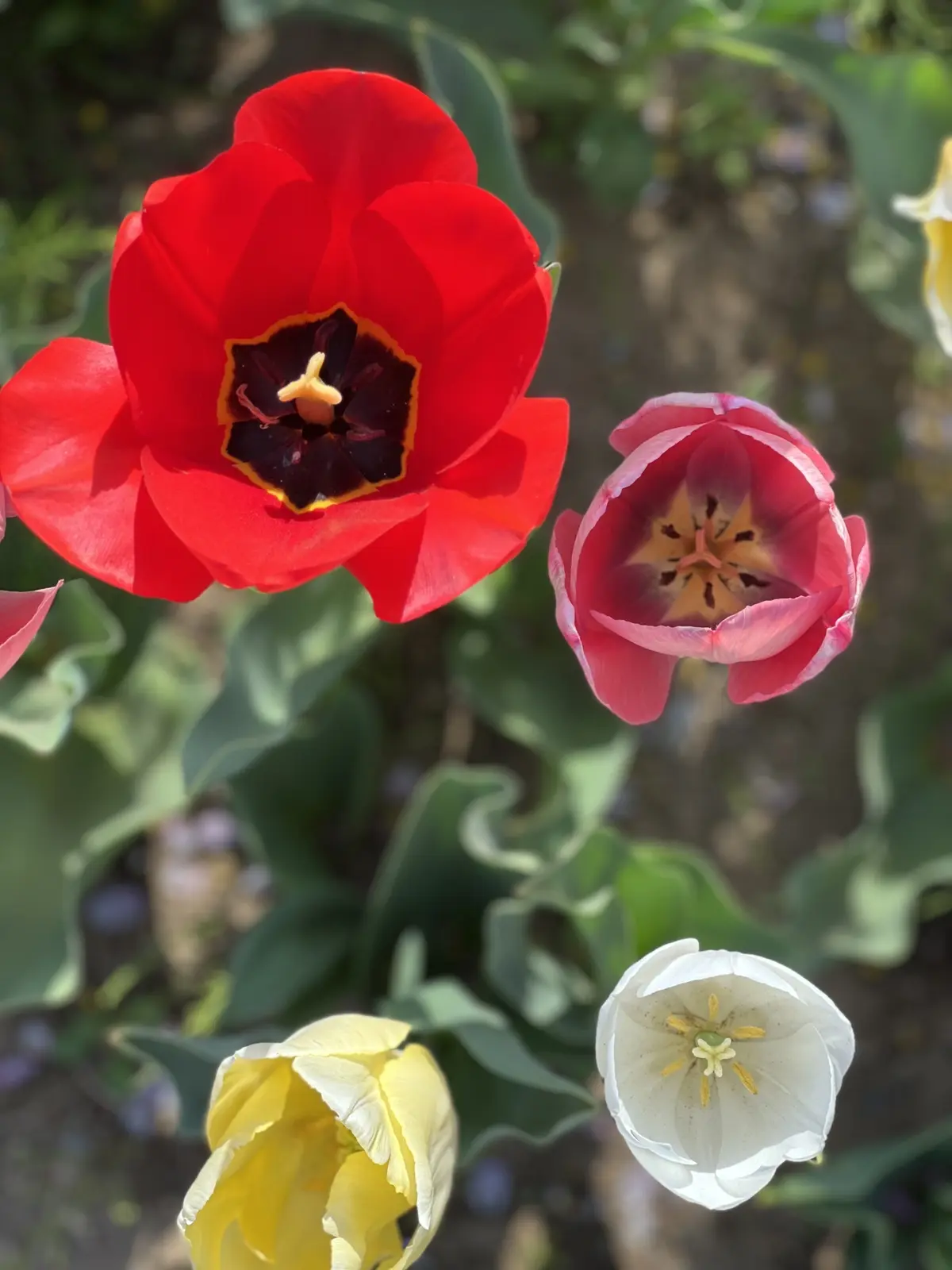 「佐倉ふるさと広場」チューリップ畑