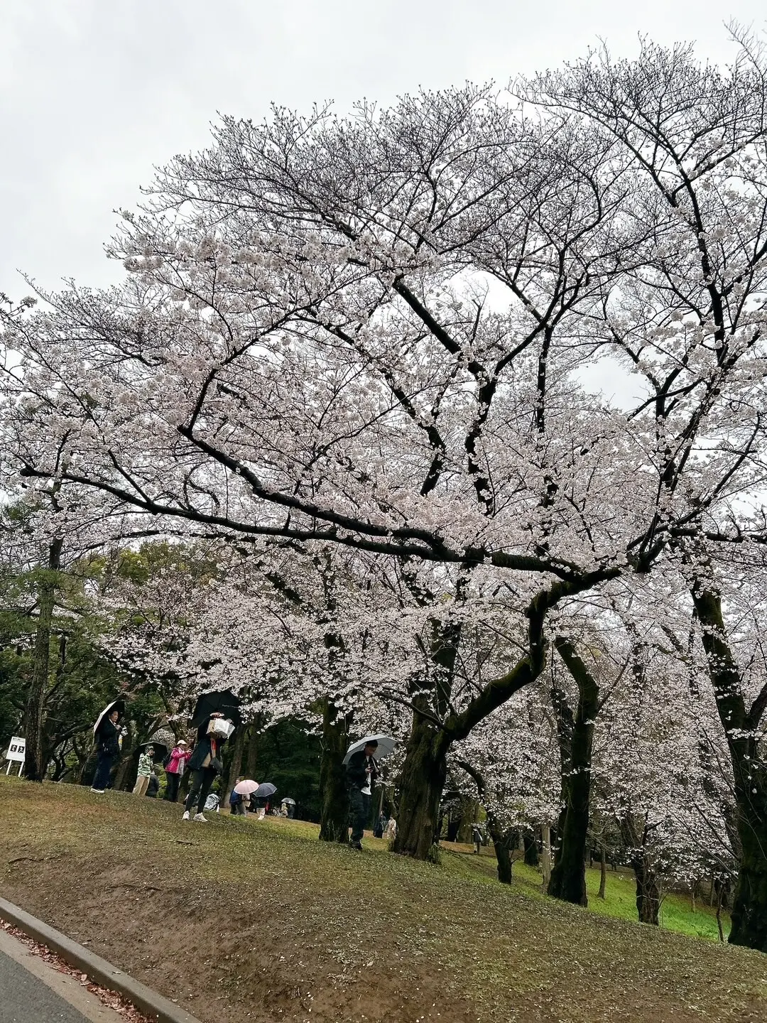 代々木公園の桜