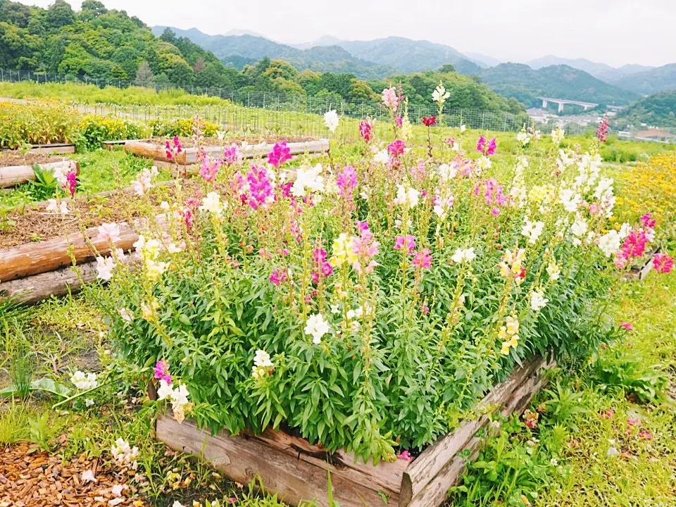 ヴィソンのNOUNIYELLで、野菜の収の画像_4