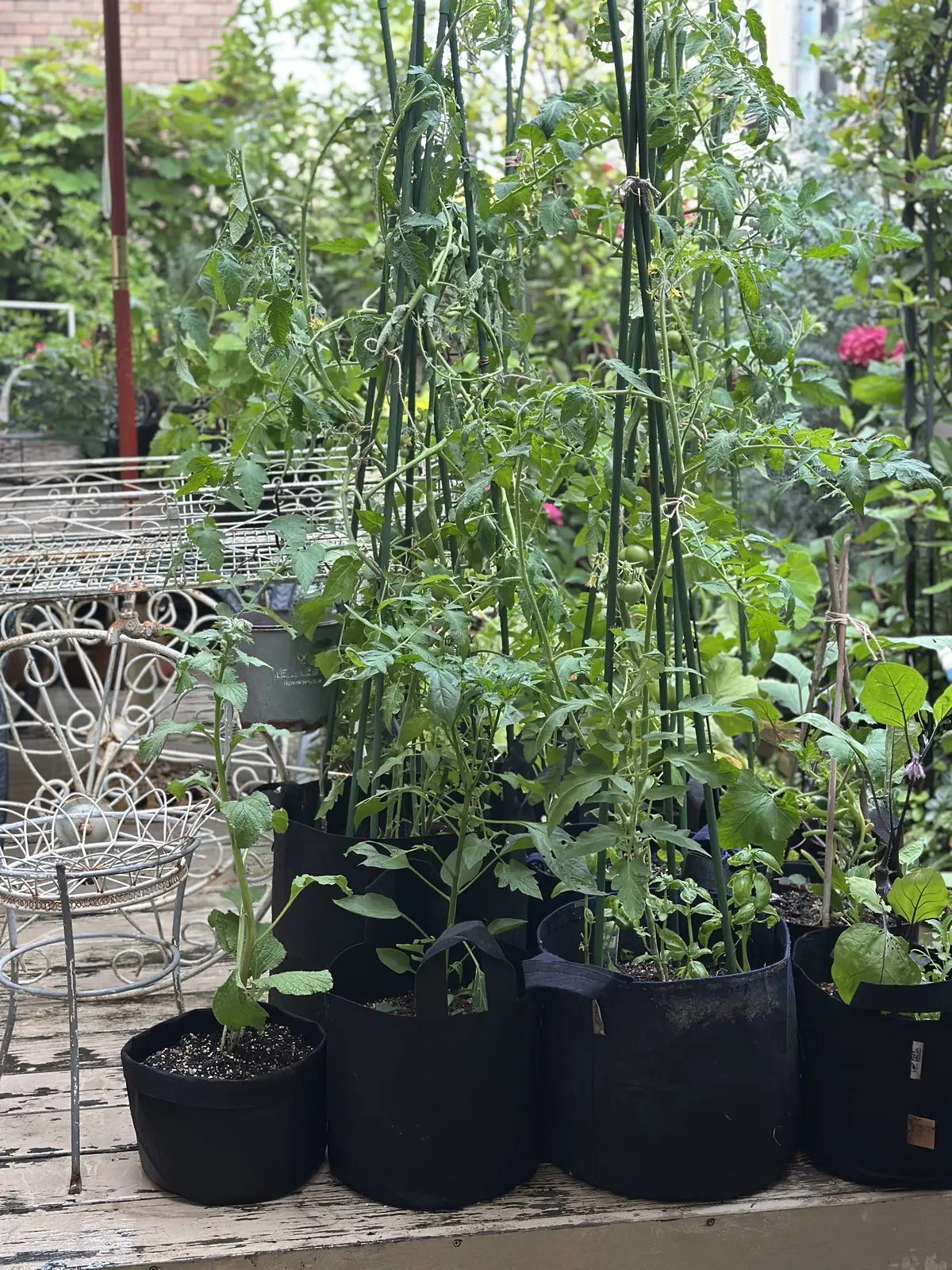 我が家のルーツポーチガーデンの画像_1