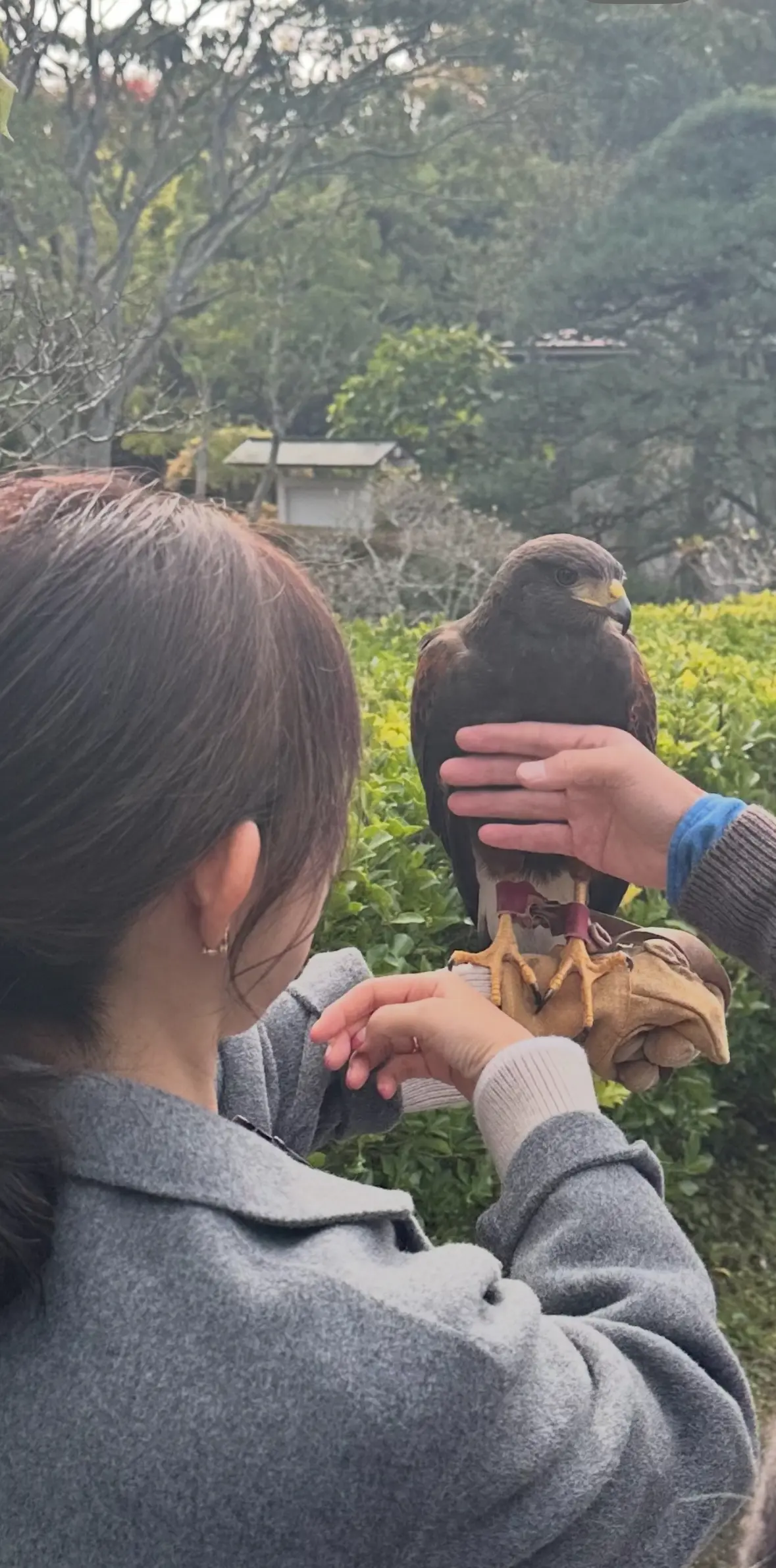 【秋の仙台旅行】「宮島」と「瑞巌寺」で鷹の画像_10