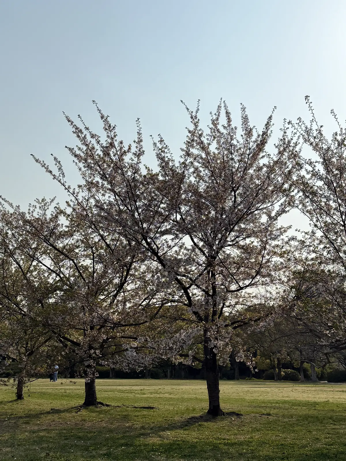 大阪迎賓館で味わう期間限定の和フレンチ。の画像_3