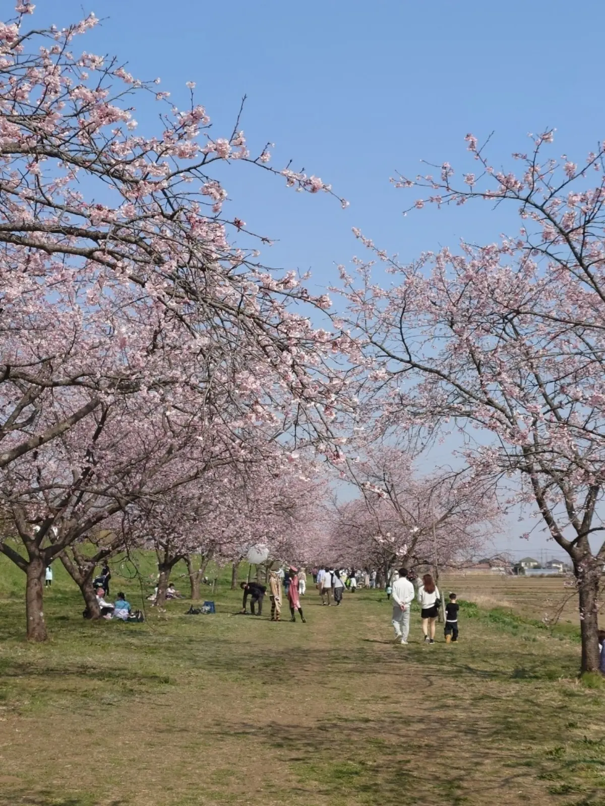 北浅羽桜堤公園