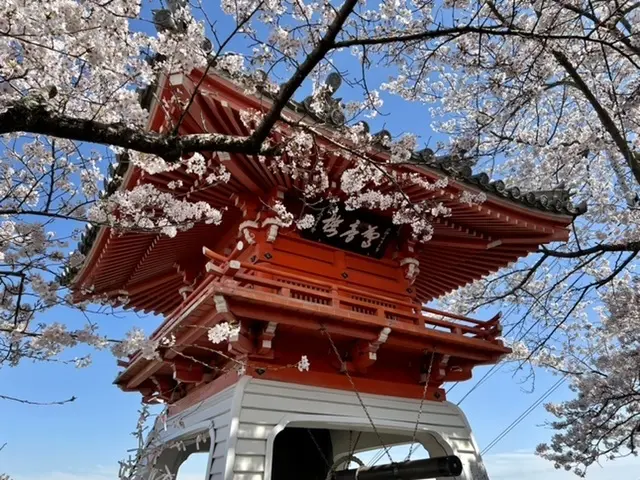 千光寺の桜