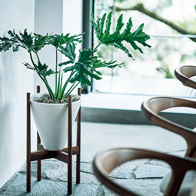 白鉢＆木製スタンドなら インテリアになじむ
