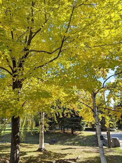 中島公園　Kitara前の景色