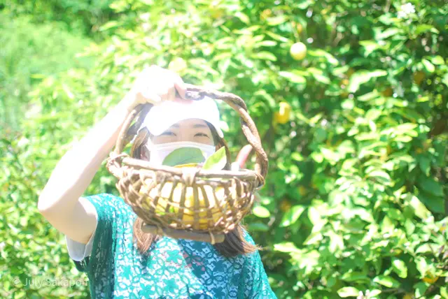 【さかぽんの冒険】海からの風香るレモン狩の画像_17