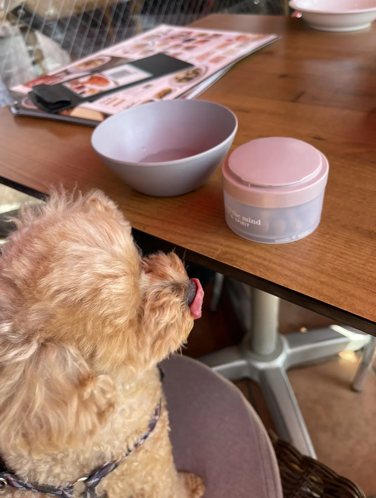 テラスランチを楽しめる季節になりましたの画像_4