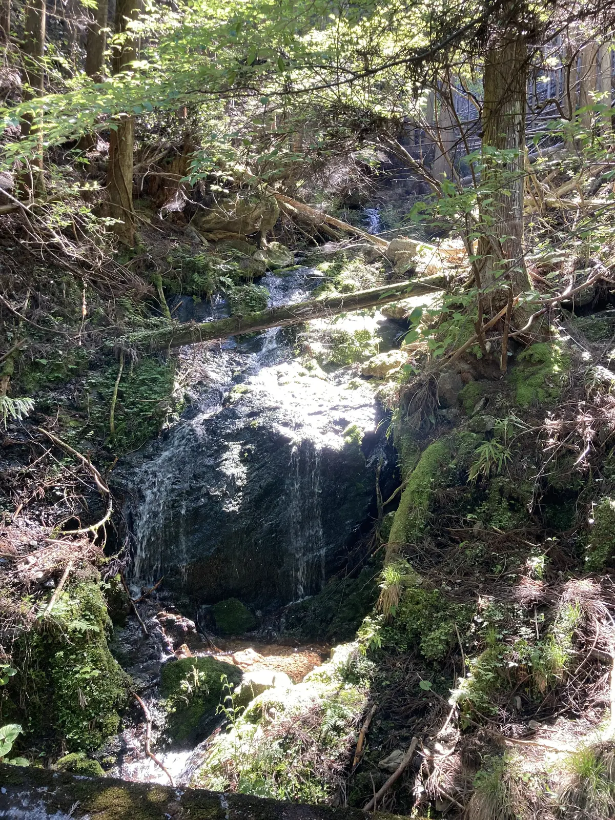 新緑の季節、京都愛宕山に登ってきました。の画像_3