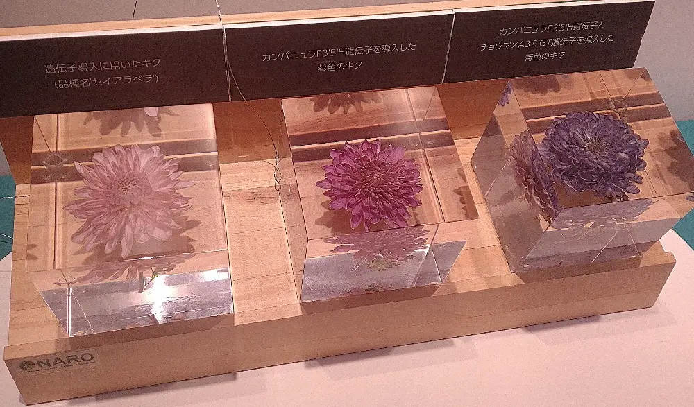 Let's 光合成！植物から学んだ、これの画像_5