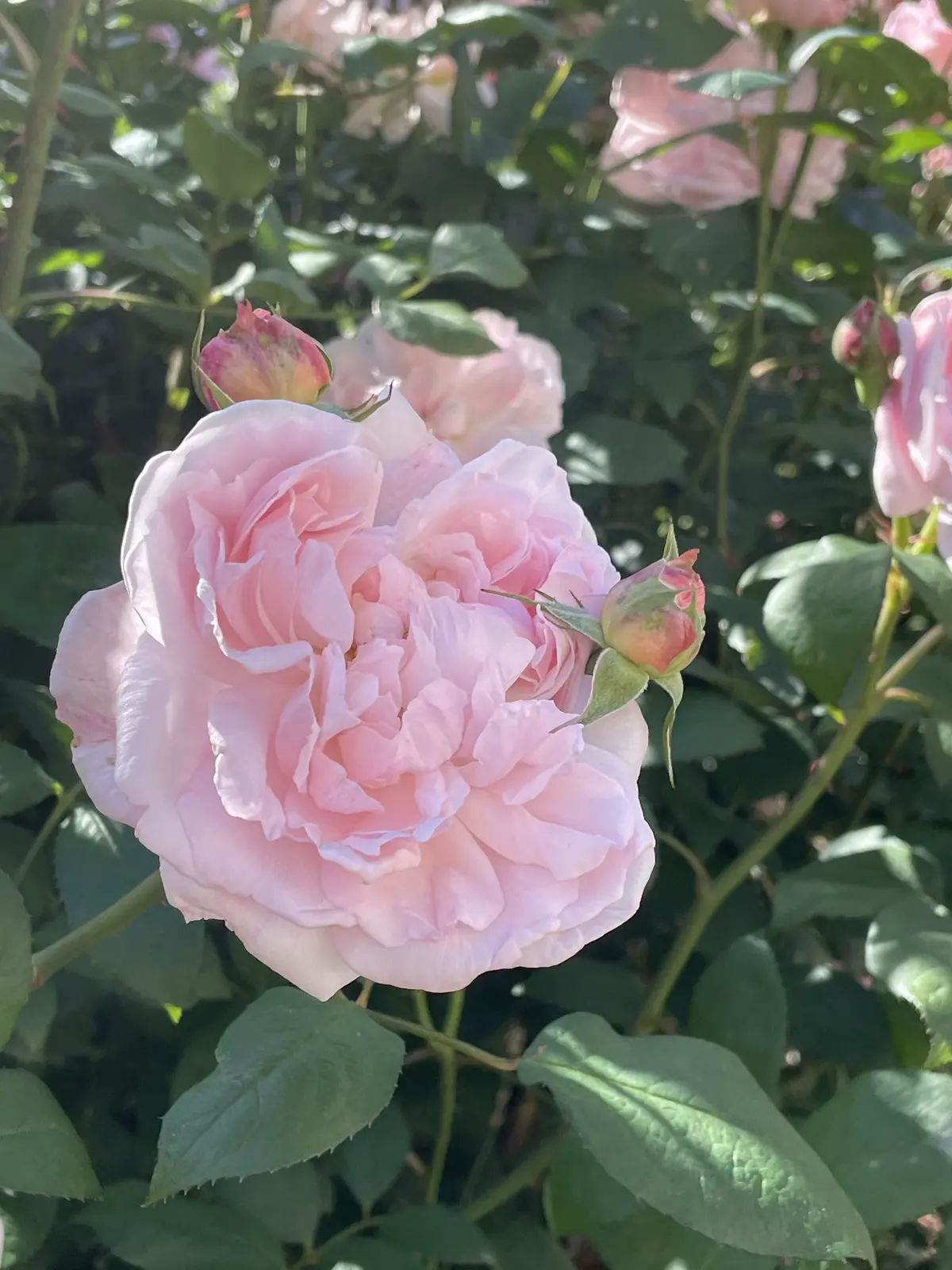 満開のバラに♡間に合いました♡の画像_1