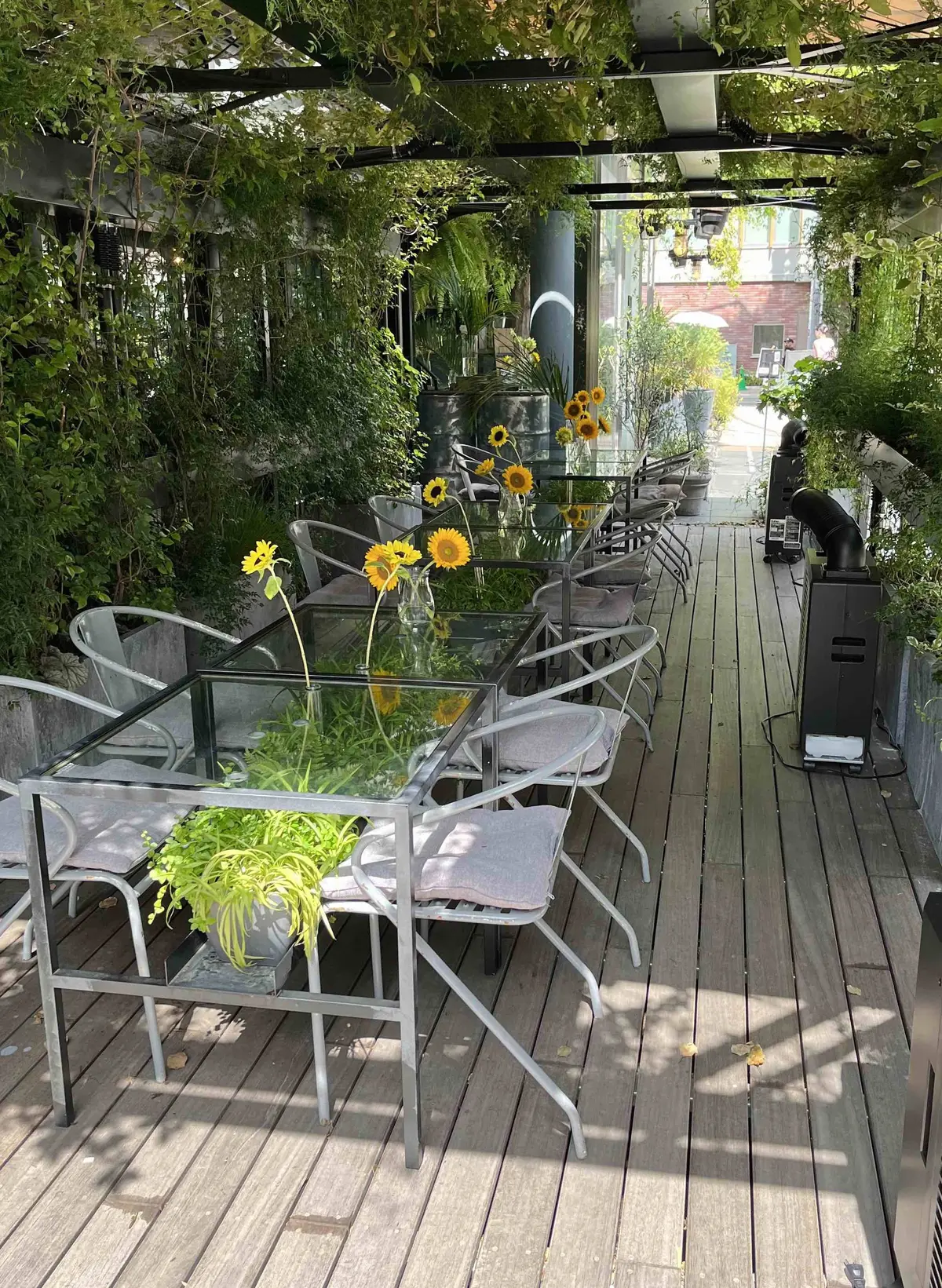 青山でヒマワリを楽しむの画像_1