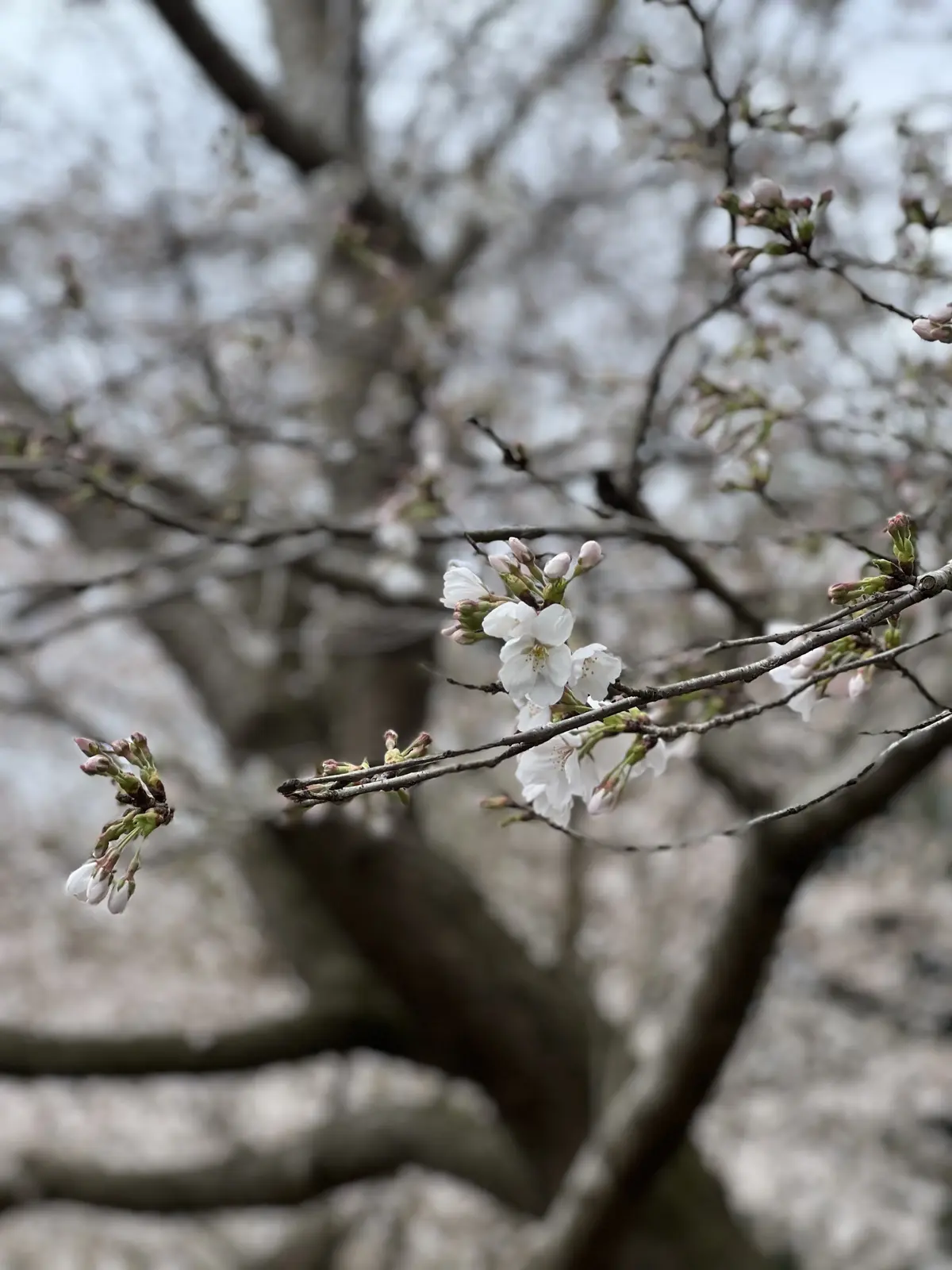 桜も咲いてました！