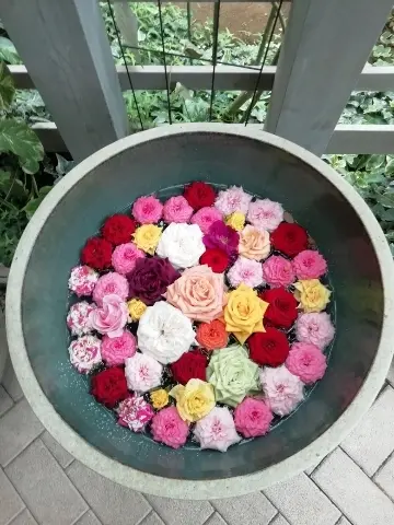 水に浮かぶ色とりどりの薔薇の花たち