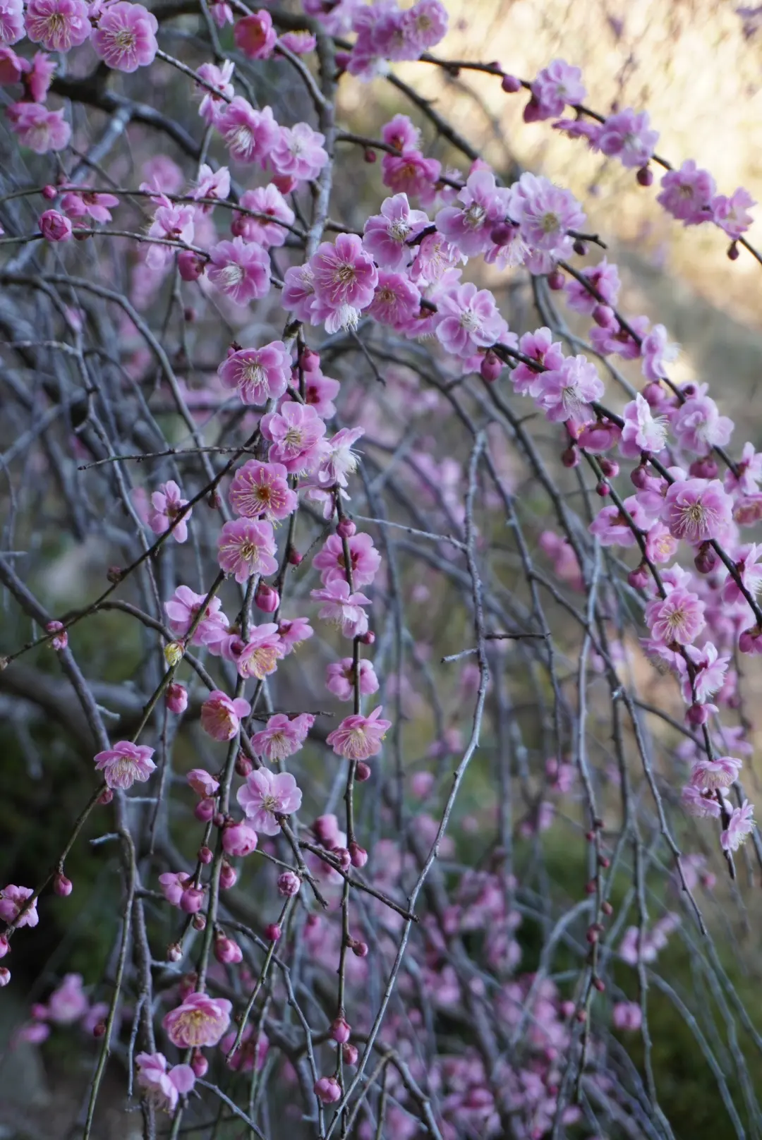 梅も桜も胡蝶蘭まで…花々に囲まれ春の訪れの画像_21