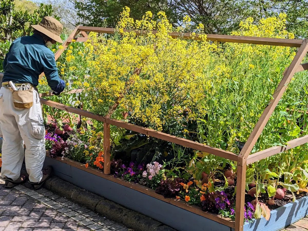 春の散策に、神戸布引ハーブ園への画像_6