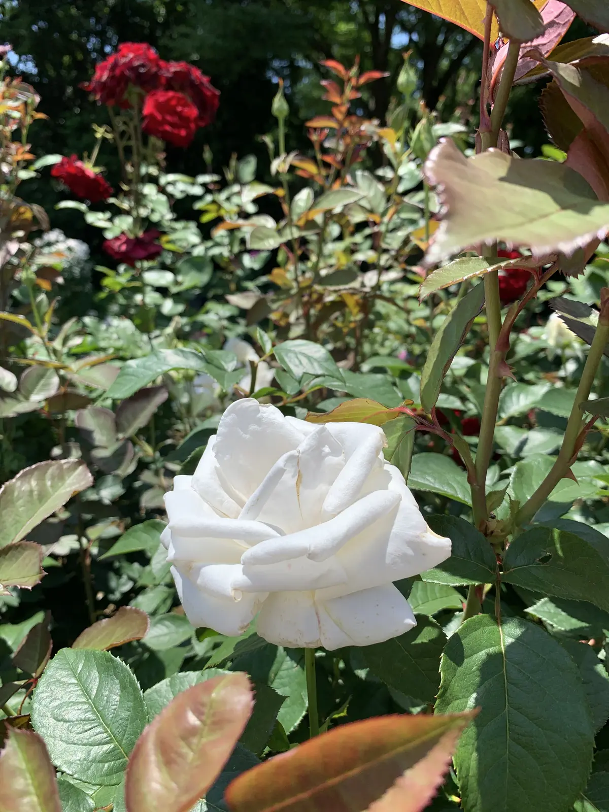 大人の遠足〜薔薇とワインを楽しむ会〜の画像_6