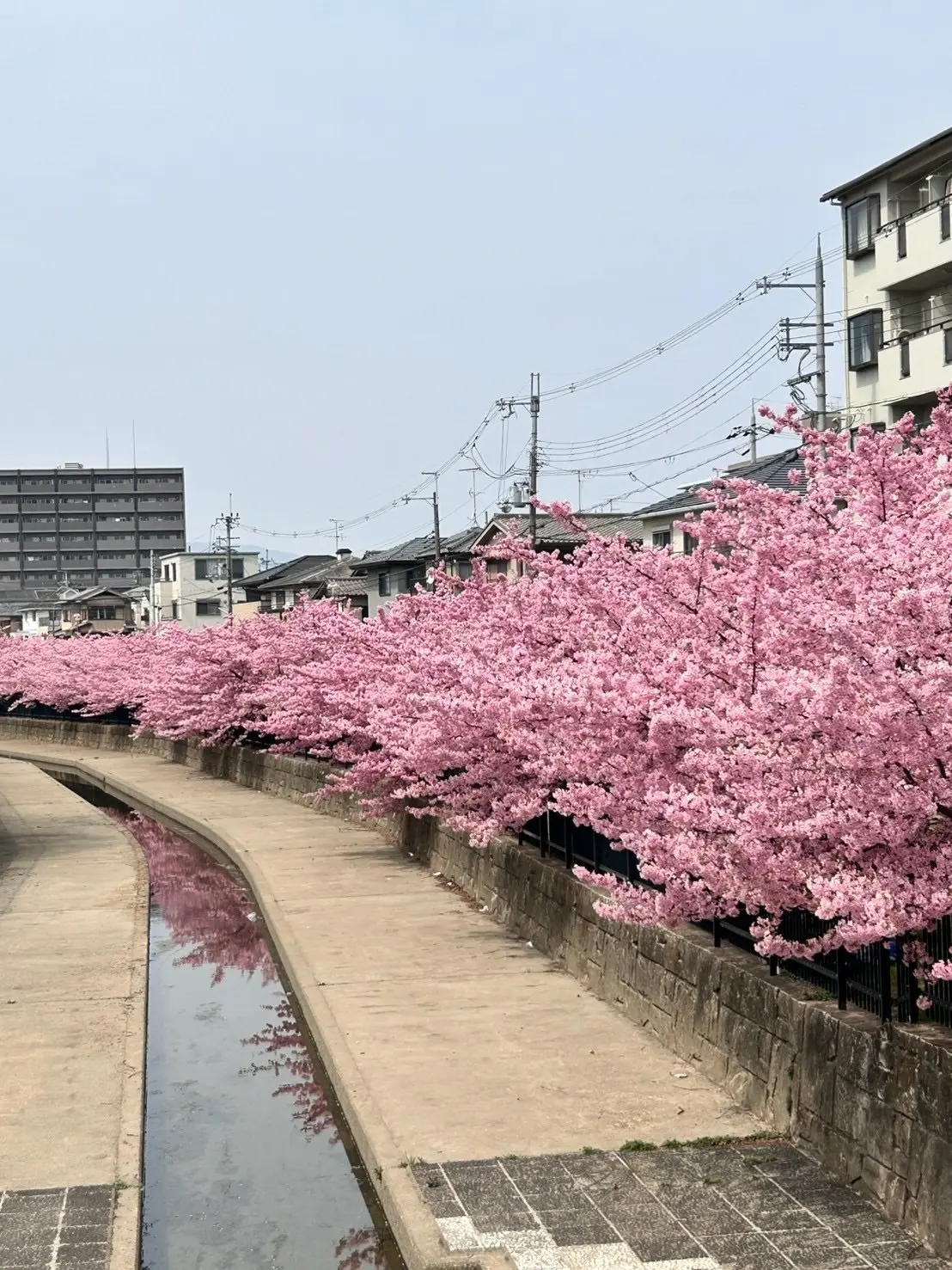 淀水路の河津桜――14年来の友と歩く、春の画像_1