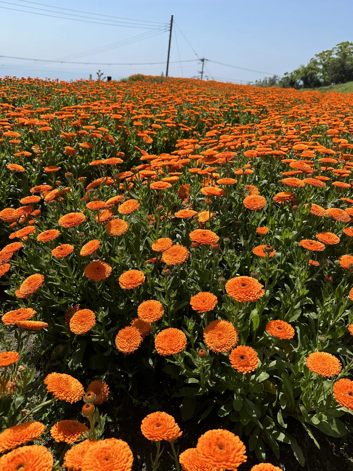 Calendula Tour！の画像_4