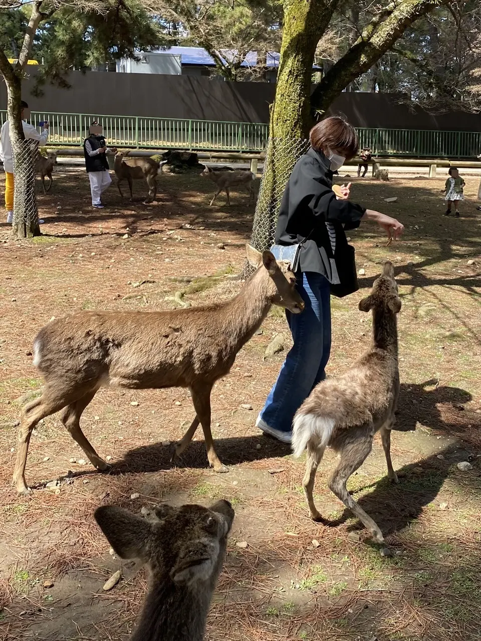 奈良公園にて 鹿につつかれる