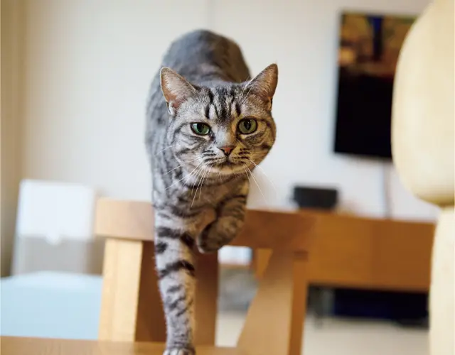 来客の多い斉藤家。大小さまざまな素敵な椅子はキャットタワーがわり。猫たちは登ったり降りたりできるので運動もばっちり