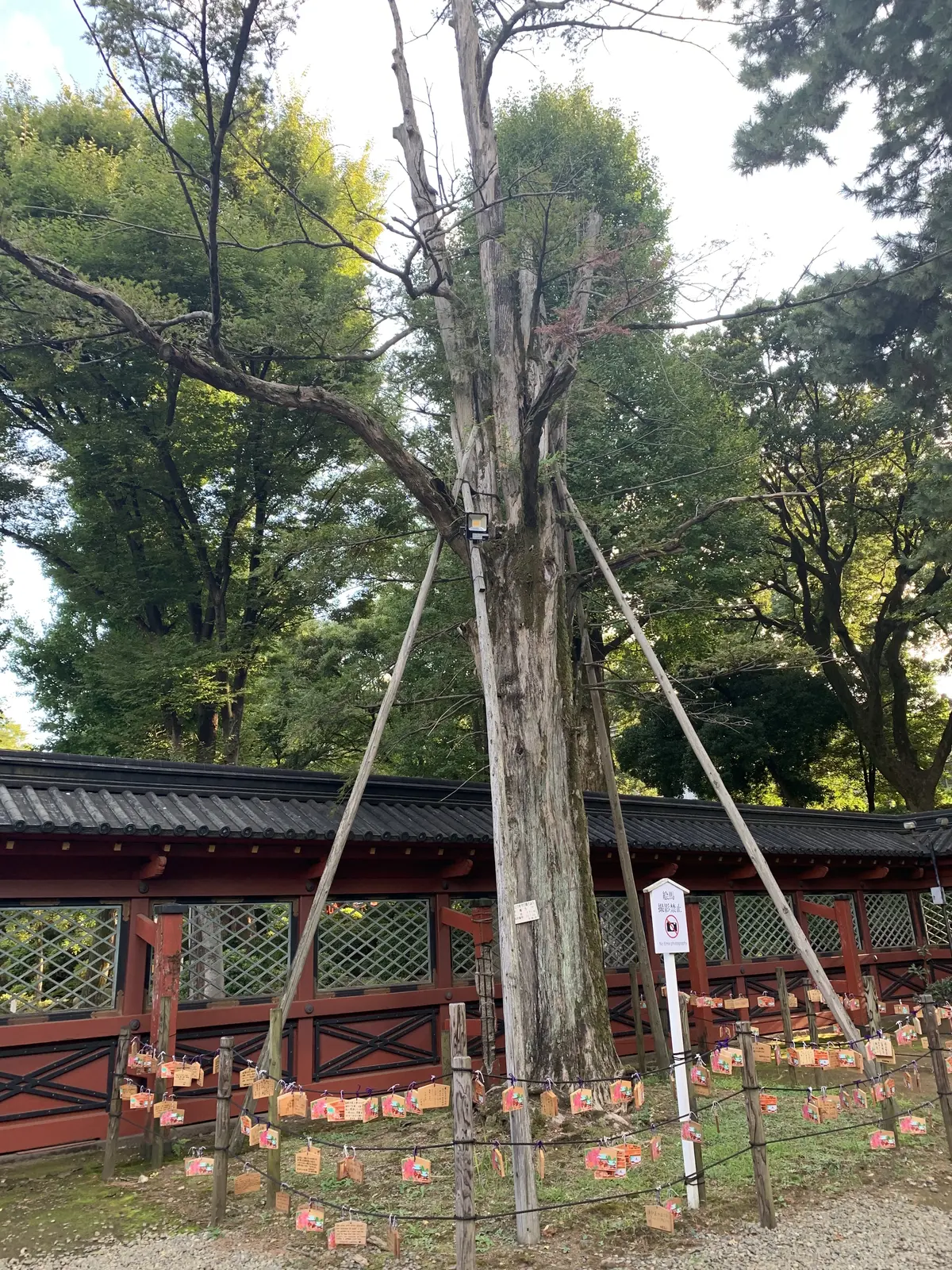 願掛けカヤの木