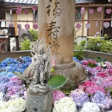 幸せを呼ぶ？！ハート型の紫陽花　～宇治旅の画像_2
